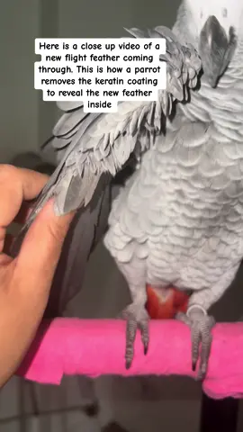 How he takes care of (preens)his lovely feathers ❤️#parrot#parrotsoftiktok#birdsoftiktok#bird#parrots#birds#fyp
