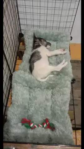 #dog #anjingbangettt #anjinglucu #anjingtidur #fyp 