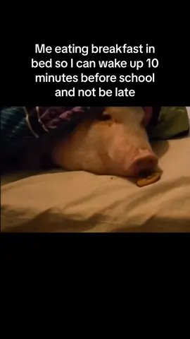 #school #backtoschool #firstdayofschool #schooltok #highschool #pig #eating #sleep #cookie #tired #breakfast 