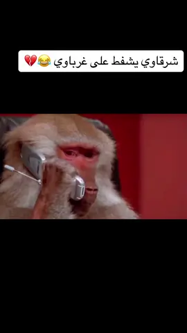 شرقاوي يشفط على غرباوي 💔قررر🤣 #شعب_الصيني_ماله_حل😂😂 #🤣😂 #