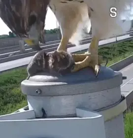 Don’t go losing your head over it… #natureismetal 