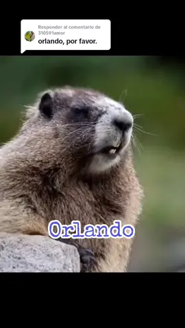Respuesta a @310591amor #VoiceEffects #ardillaquegrita #nombre #orlando #viral_account_video_foryou🙏🏻 #tendenciatiktok #🔥 #viraltiktok  #parati #todoelmundo #sigueme😁 
