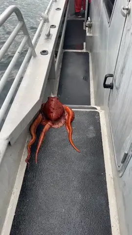 Octopus escape #alaska #fyp #foryou #foryoupage #octopus #octopuschallenge #attack #kenaipeninsula #2023 #alaskanfishingadventures #livinghisbestlife #bucketlist #escape #fishing #halibutfishing 
