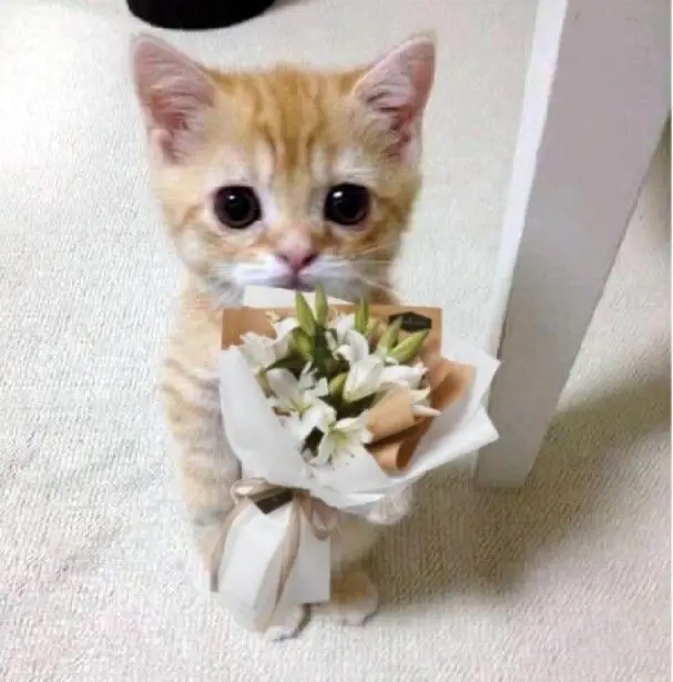 Give you flowers, be my lover 😻 #cat #cute #babycatcute #catmeme #catlife #funny #catsmile #catcuteness #cutememes 