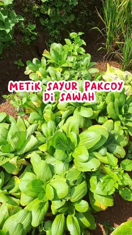 metik sayur pakcoy di sawah #pakcoy #Pakcoy Rebus Buat Diet #ciamis #sayuranciamis #fyp #fypシ #kebun #kebunsayur #kebunsayurtanamsendiri 