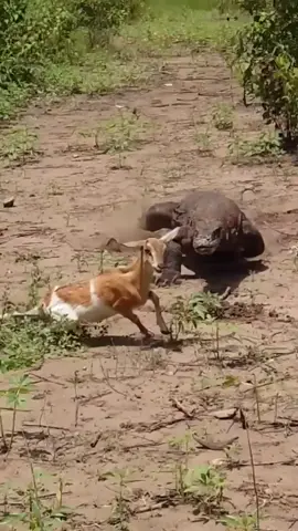 Komodo Attack #Komodo #Komododragon #Animals #Shorts #Wild #Wildlife  #Nature 