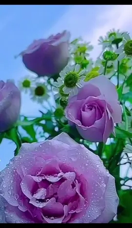 #موعود #عبد_الحليم_حافظ #العندليب_الاسمر_عبدالحليم_حافظ #بليغ_حمدي #موسيقى_اغاني #ورود_وموسيقى #عاشقة_الورد🌺 #flowers🌼🍁🌸 #ورود #music 