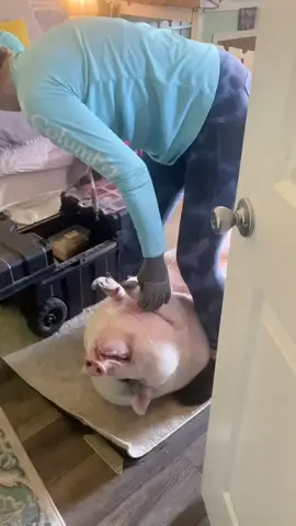 #fyp #pigsoftiktok #funny #foryou 