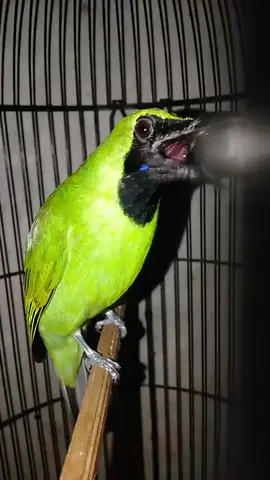 cucak hijau tembakan mewah  #viralid #fypdongggggggg #masteran #masteranburung #kicaumania #kicaumanianusantara #kicauburung #burung #fypシ゚viral #gacor #cucak #cucakijo #cucakijomania 