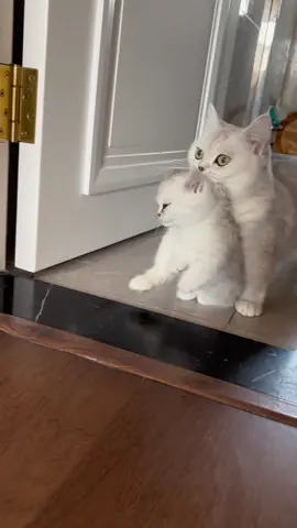 luôn bên con từ nhỏ đến lớn 💗💗💗 #xuhuong #trend #viralvideo #cat #catsoftiktok #😄😄😄 #💗💗💗 