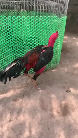 Bảo hành đến lúc bốc mả luôn 🤣 #xuhuong #gachoivietnam 