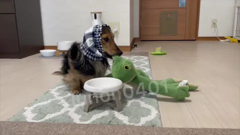 ぼく毎日みんなのお世話してるの☺🍚 #dachs #dachshund #doxie #ダックス #ダックスフンド #lunon #るのん 