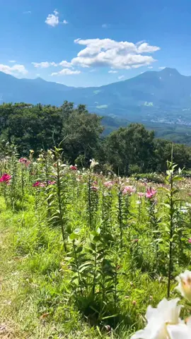 #スウィートスマイル #タングラム #タングラム斑尾東急リゾート #タングラム斑尾 #夏休み #オススメ 
