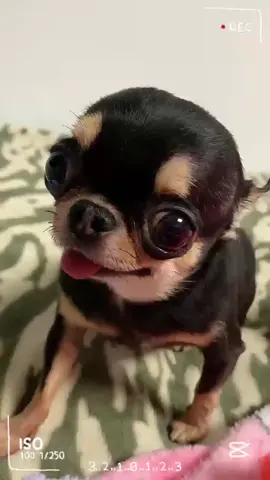 super big eye Chihuahua #chihuahua #pet #dog 