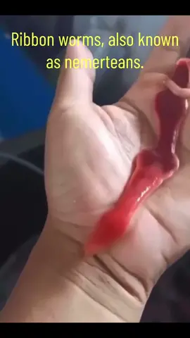 The proboscis or ribbon worm is a marine creature that uses a white, root-like structure to capture prey. It has a smooth, featureless appearance and is often described as a proboscis or ribbon-like in shape. The white structure that shoots out of the worm is its proboscis, which is used for feeding. The worm can extend its proboscis to grab and consume various types of prey, such as crabs, fish, snails, and other worms Here are some key features of ribbon worms: Ribbon worms, also known as nemerteans, are a phylum of invertebrates that includes mainly free-living forms but also a few parasites of crustaceans, mollusks, and sea squirts. They are typically found in marine habitats, but some species live in freshwater or on land. Ribbon worms have a long, slender body that is often extended greatly during movement. They can be uniformly colored or vividly patterned with stripes, bands, speckles, or geometric shapes. Ribbon worms are the simplest animals to possess a circulatory system and a gut with a separate mouth and anus. They have a proboscis, which is used for feeding and can be extended to capture prey. Some species of ribbon worms have a branched, spaghetti-like proboscis that secretes toxins onto captured prey, while others have a barb that injects toxins and digestive juices into the prey. Ribbon worms are fearsome predators of annelid worms, clams, crabs, and even fish.#Ribbonworm 