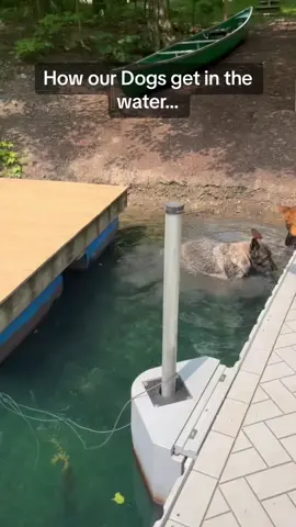 They have their own way of doing it.      #fyp #foryou #dogs #Summer #doglife #vacation #funny #laugh #dog #pets #dogsoftiktok #dogtok #water #lake #haha #PetsOfTikTok #germanshepherd #laugh #lol #fy #viral #fypシ #goodvibes