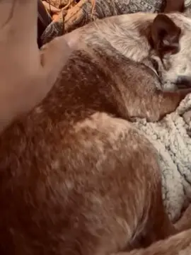 NiKi is different kind of dog 😂 #pet #foryou #PetsOfTikTok #fypシ #chihuahua #dog 