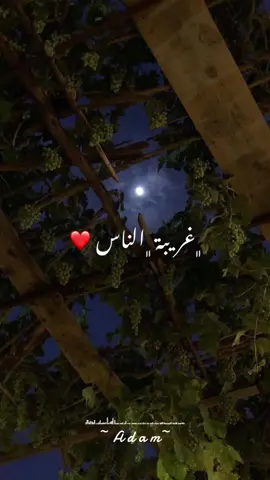 #followplease🤗😶‍🌫️🧽💕 #waelgassar #wael_gassar #غريبه_الناس #music #adam #sound #tiktok #💔 #وائل_جسار 