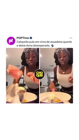 Calopsita de estimação acaba pulando dentro da frigideira e dona fica totalmente em pânico. #panico #calopsita #fogo #curiosidades #animais 