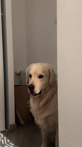 Il est comme ça 😳😛😳😛😳😛 #goldenretriever #fyp #foryou #pourtoi 