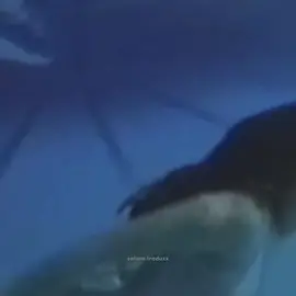 #oliviarodrigo #tradução #traitor #lyrics #lyricsvideo #tipografia 