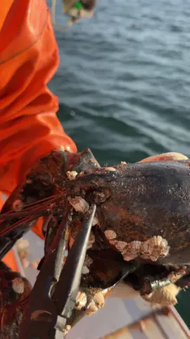 Replying to @fairyperchedonmushroom Had an old man at the claw spa today! #maine #oceanlife #lobster #lobsterfishing #commercialfishing #lobstertok #fy #fyp #interesting #🦞 #sustainable #fishing #ocean #seafood #educate #DidYouKnow 