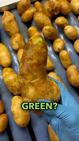 Do you know how potatoes turn green?! And no its not from spray paint! #greenpotato #potatotiktok #potato #agriculture #farmtok 