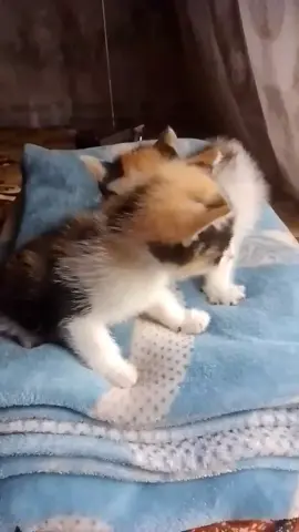 Teman bermain 🐱 #kucinglucu #kucingkesayangan #kucingku #akuapaadanya #sederhana #kalimantanselatan 