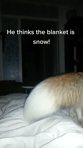 Silly little fox! so cute 🥰🦊 #fyp #fypシ #fypシ゚viral #fox #foxes #wildlife #animals #nature #wildlifephotography #animal #cute #wild #naturelovers #pets #pet #animallover #naturephotography #natureaddict #naturelover #funnyanimals #cuteanimals #funny #foxhub30 