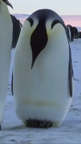 #happyfathersday para todos os papais pinguins trabalhadores na antártica! Após o acasalamento, a fêmea põe um único ovo grande que é então transferido para os pés do macho, que irá proteger e aquecer o ovo ate que ele nasça.