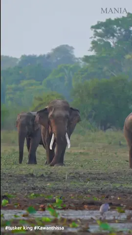 # tusker king Kawanthissa#2023 #mania #save elephant #sri lanka