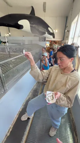 feeding my children 🦭 #sealions 