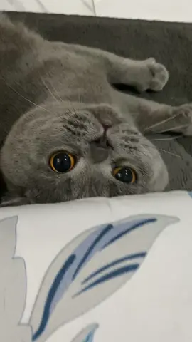 Malu soalnya jatoh ada yang ngevideoin #cat #cats #catsoftiktok #britishshorthair 
