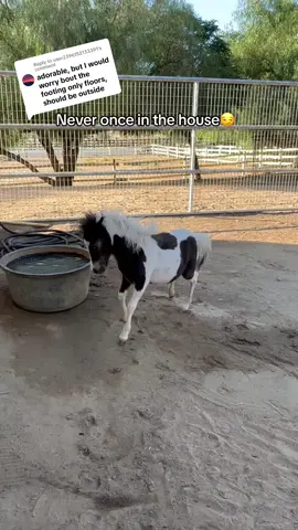 Replying to @user2396152133391 #areyousureaboutthat are you sure about that😜 #househorse #mazikeen #wipeout