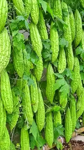 วิธีการปลูกมะระจีนง่ายๆ #เมล็ดพันธุ์ผัก #เมล็ดพันธุ์ #ปลูกผักกินเอง #เกษตรผสมผสาน 