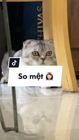 em so mệt, lúc nào cũng mệt #chimchuotlameo #chumeotenchim #tiktokgiaitri #nguoichoihemeo #funnycat #admicro 