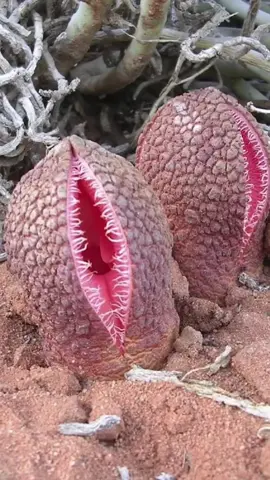 #curiosidades #jardinagem #flora #biologia #africa #bizarro #cultura #historia 