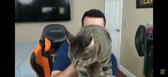 cat violently attacks man live stream