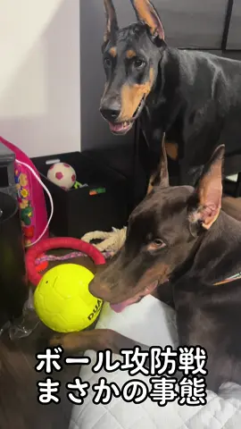 ボール攻防戦結果発表　#ドーベルマン #doberman #dobermanpinscher #dobie #dobieteam #dobermannpuppy #大型犬 #ドーベルマンと暮らす #いぬのいる生活 