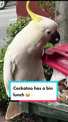 Cockatoo enjoys a bin lunch 😂 #cockatoo #parrot #funnyanimals #foryou 