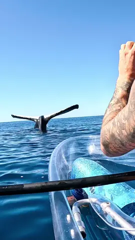 whale vs transparent kayak 