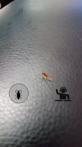 weeeeee #fyp #fypシ #foryou #foryoupage #for #xyzbca #cockaroachtiktok #dancer 