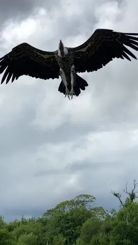 Have you ever seen a #vulture #flying over your head? Share to your friends 🫶😵‍💫😮‍💨🙀🙀 #fyp #viral #animal #fly #foryou #vultureculture 