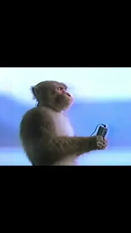 In 1998, Sony won the award for best commercial because they featured this meditating monkey named Choromatsu listening to music using a walkman. #greenwavearchives #nostalgic #monkey #animals #chill 
