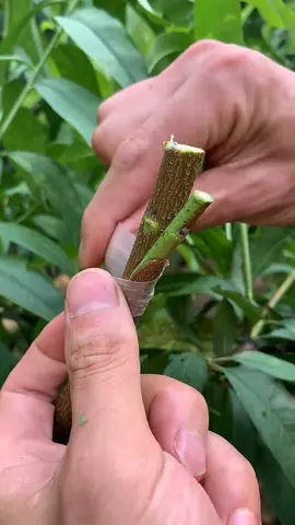 Fruit tree grafting techniques-Side grafting&Cutting grafting #fyp #foryou #graftingplant #plantgrafting #graftingtechniques #grafting 
