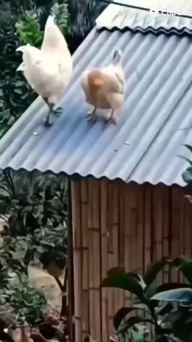 #صباح_الخير🥰🌹 