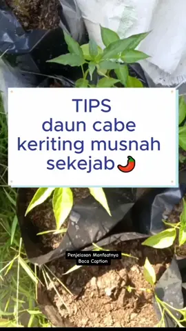 RUMUS ATASI DAUN CABE KERITING!! Udah banyak yang tau sih pasti: pestisida bawang putih Fungsi dari masing-masing bahan: - bawang putih: mengandung senyawa diallil disulfida yang menganggu sistem saraf kutu (bug) yang mengakibatkan disorientasi pada hama - minyak: menjaga komponen senyawa bawang untuk tetap menempel - sabun cair: menghalau kutu yang menempel di tanaman Oh iya alternatif lain air bawang putih tadi isa direbus dulu selama 5 menit & bisa langsung disemprot ke taneman Notes: semprot pestisida e harus rutin (3 hari sekali) & air sabun ni gak bakal ngerusak tanaman selama gak kebanyakan #hidroponik #berkebundirumahaja #berkebun #cabai #cabaimahal #cabaikeriting 