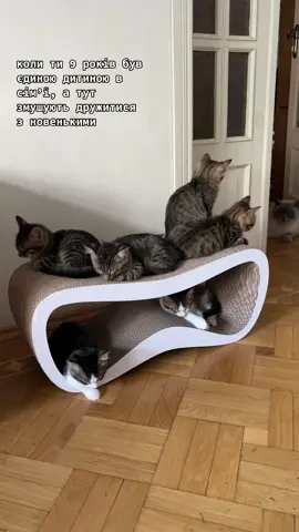 у нас є шанс?) #catsoftiktok #funnycats #коти 