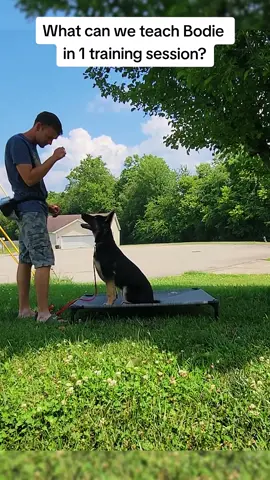 He is such a beautiful pup ❤️ #family #dog #dogtrainingtips #DogTraining #puppy #germanshepherd #ffk9 #dogsoftiktok 