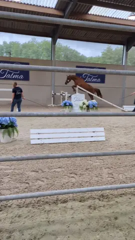 Je vous emmène à notre premier concours de modèle et allures 2 ans ! Toujours avec mon partenaire @WPBGroup ! #pourtoi #foryou #parati #modeleetallures #LamomeDB #equitation #horse #cheval #sellefrancais 